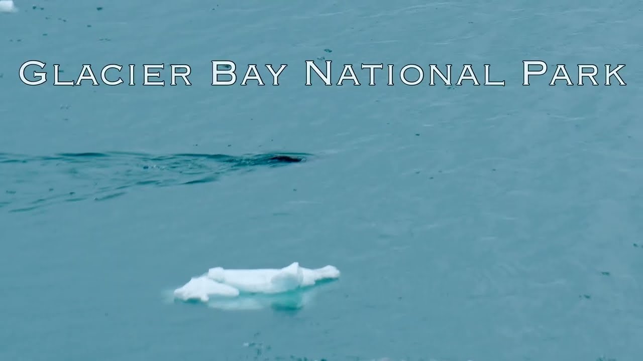 Sea Lion, Glacier Bay National Park - Alaska Cruise 2025 - NCL Norwegian Encore - 7-Day from Seattle