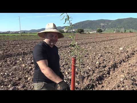 Los Almendros de