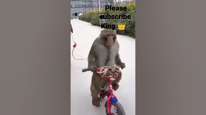 Monkey Drive cycle majedar video #shorts #funny #vairal #monkey #shots #comedy #cute