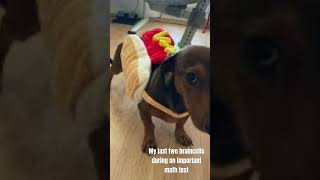 #dog #dachshund #wienerdog  #memes #cute #funny #shortvideos