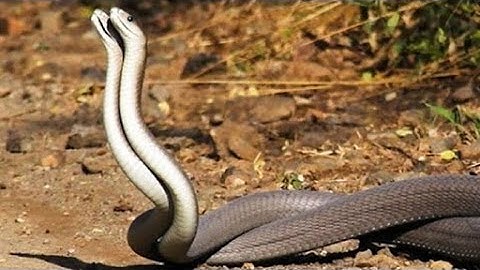 Chuyện Khó Tin - Người đàn bà ở nghệ an đẻ ra cặp rắn thần song sinh