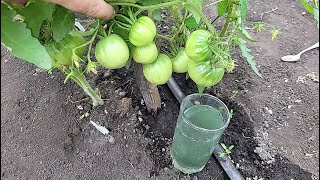 Срочно Дайте Это В Июле Томатам, Огурцам, Перцу И Они Сразу Обильно Заплодоносят, Повысят Урожай