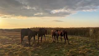 видео: КАК БЫСТРО УВЕЛИЧИТЬ ПОГОЛОВЬЕ ЛОШАДЕЙ. И ПОДНЯТЬ МАТОЧНОЕ ПОГОЛОВЬЕ И ПОЛУЧИТЬ БЫСТРЫЙ И ПРИПЛОД.  картинка: КАК БЫСТРО УВЕЛИЧИТЬ ПОГОЛОВЬЕ ЛОШАДЕЙ. И ПОДНЯТЬ МАТОЧНОЕ ПОГОЛОВЬЕ И ПОЛУЧИТЬ БЫСТРЫЙ И ПРИПЛОД.