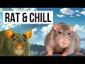 Rat  chill music for rats
