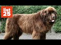 25 Of The World’s Largest Dog Breeds