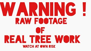 ( RAW )A-pine Part 1.  SRT set up and ascent, x rigging rings set up .Full Tree removal process .