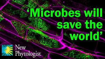 The impact of global change on the plant microbiome