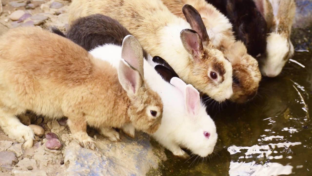 bunny rabbit drinking water , laos 2017 - YouTube