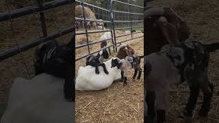 Our Goat Mom's Double As Baby Goat Toys! How Cute Is This Goat Family?