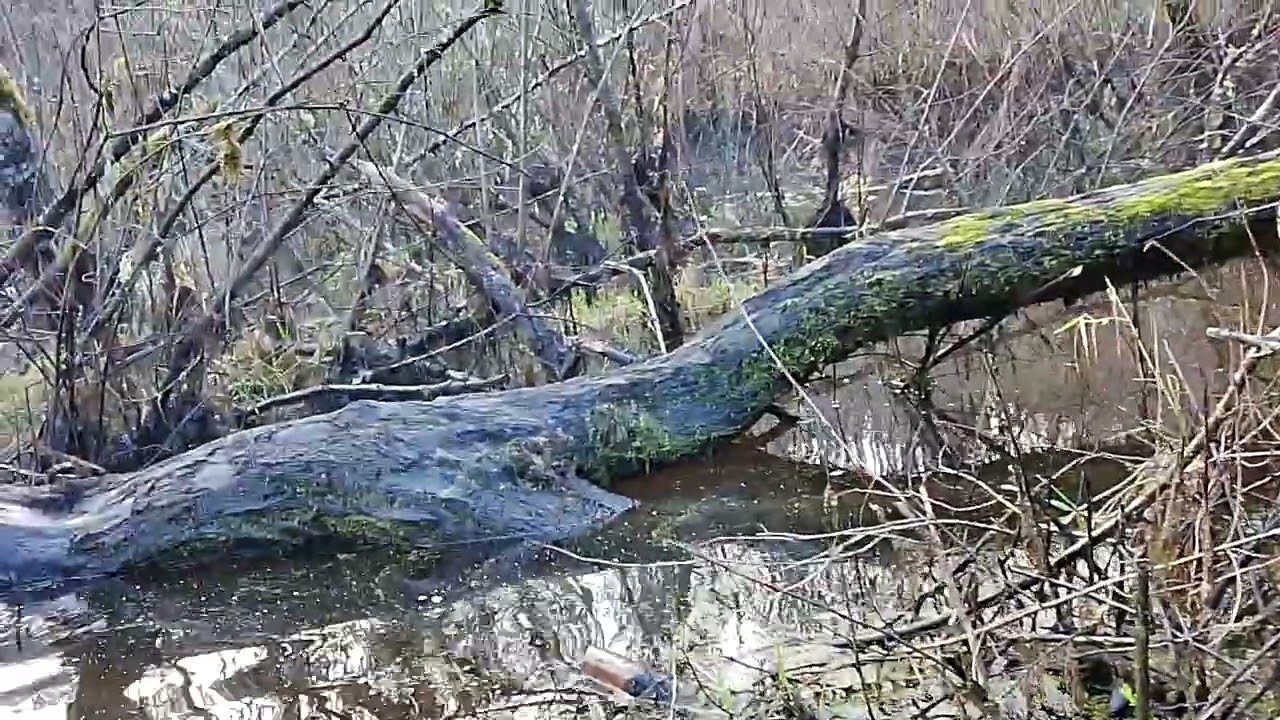 The Beavers are Back!