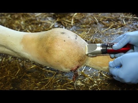 Video: Korva-hematooma Koirilla