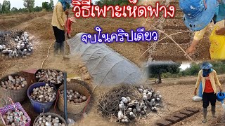 วิธีเพาะเห็ดฟางสูตรสำเร็จ จบในคริปเดียว ดูจบทำได้แน่นอน