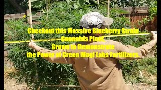 Checkout this Massive Blueberry Strain Cannabis Plant Grown to Demonstrate Our Products Power.