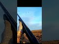 Охота на диких гусей #Охота#ОхотаНаГусей#Охотник#ДикаяПрирода#GooseHunting