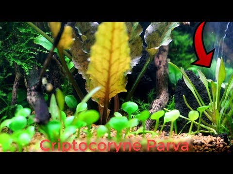 Ficha: Cryptocoryne Parva *PLANTAS DE ACUARIO* || AquaTips