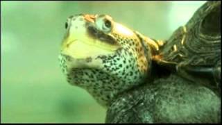 The Chances of the World Changing - A Collection of Turtles (1/2) - POV | PBS