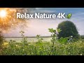 Calm Nature 4K 🌿 Relaxing Sounds for Sleep, Study &amp; Meditation