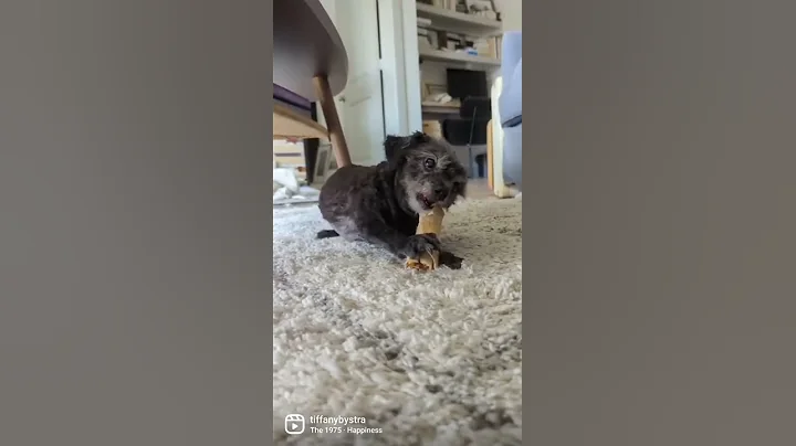 DaVille the dog from Lucky Mutts