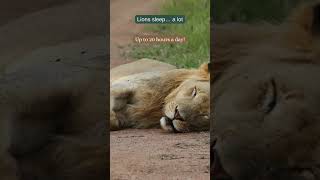 4 Shocking Facts About Lions! 🦁😲
