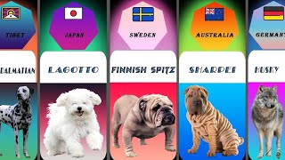 Dogs Breed From Different Countries