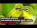 Masteran burung pleci suara jernih