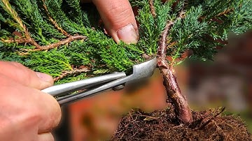 Juniper chinensis - bonsai from nursery stock