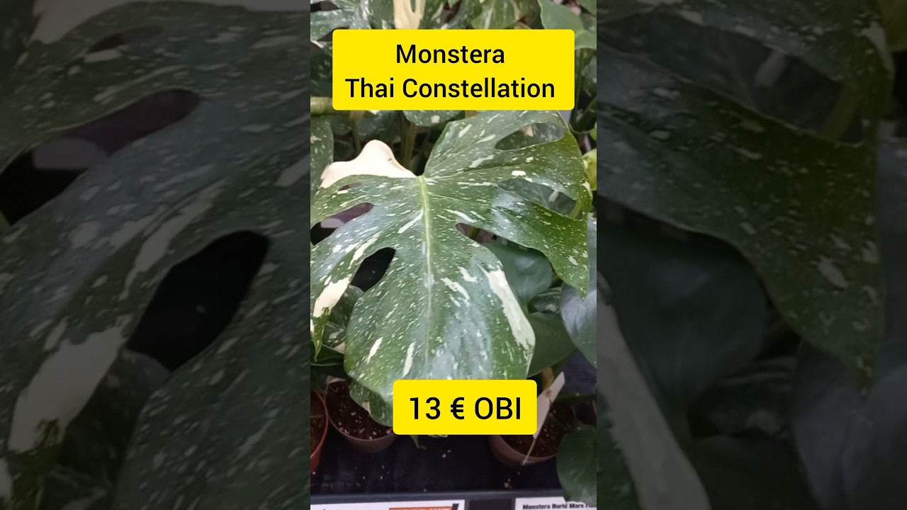 A GORGEOUS piece for the money | Monstera Thai Constellation at OBI -  YouTube