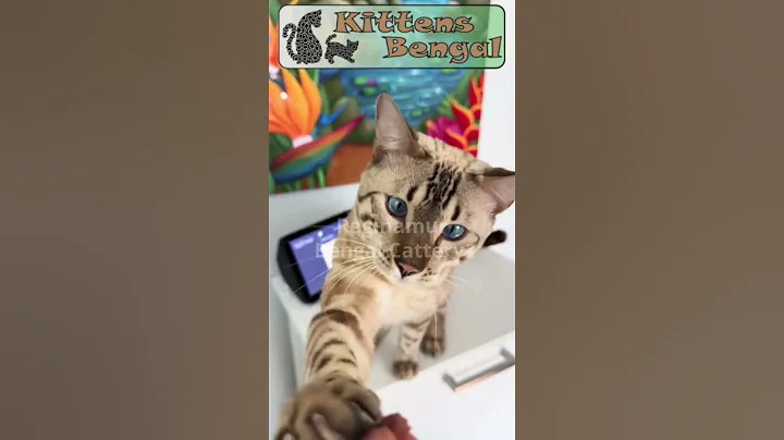 Video 11809011: bengalcat bengals kittens, cattery cats bengal, nice kittens
