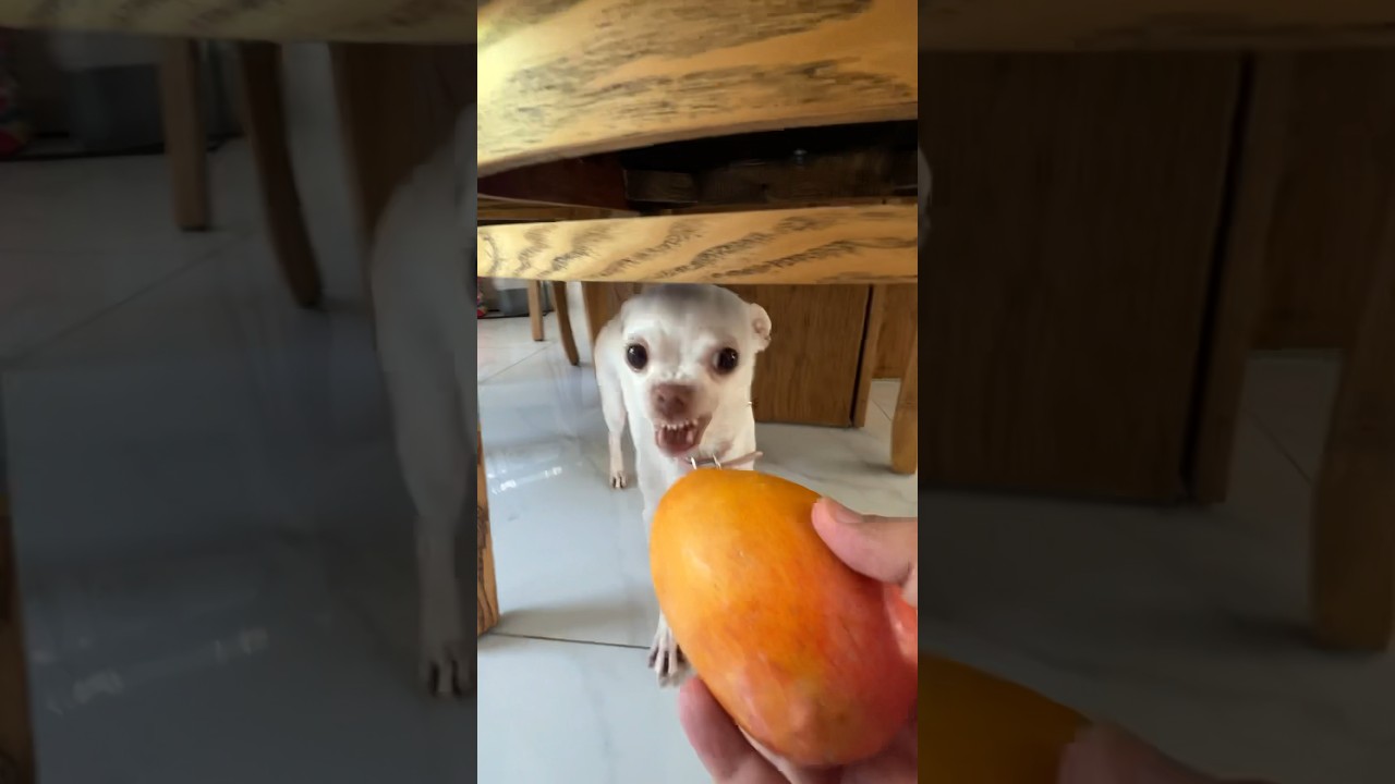 Mango kuchi kuchi?