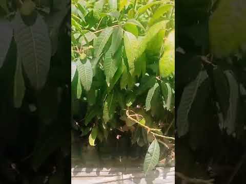 شتلات مانجو طارحة في مصر عمر سنه