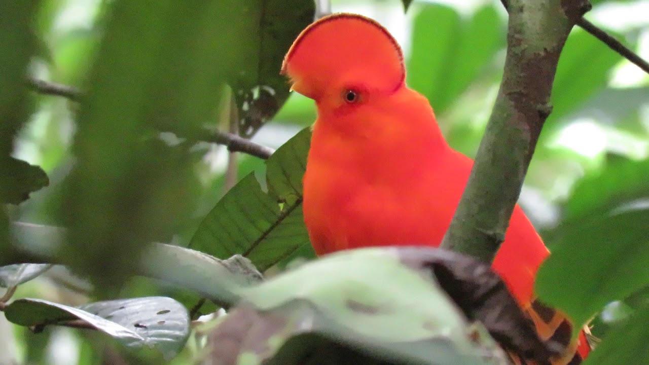 Guianan cock-of-the-rock , Rupicola rupicola, Mitu Birding, Amazonas, Vaupes