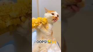😂 Try Not To Laugh at These Wild Animal Fails! 😹 Epic Funny Pet Moments