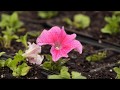 Тепличный бизнес | Сделано в России