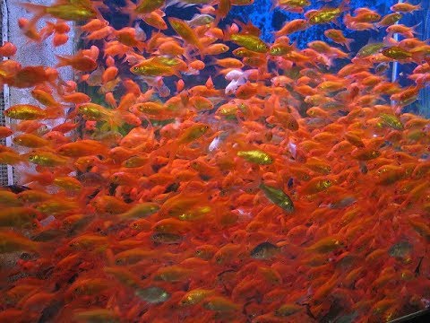 The Sad Truth About Feeder Fish Youtube