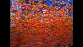 THE SAD TRUTH ABOUT FEEDER FISH