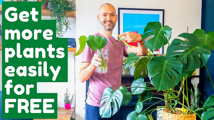 Propagate A Monstera Deliciosa From Just A Leaf! - DayDayNews