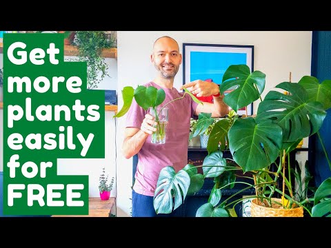 Propagate A Monstera Deliciosa From Just A Leaf!