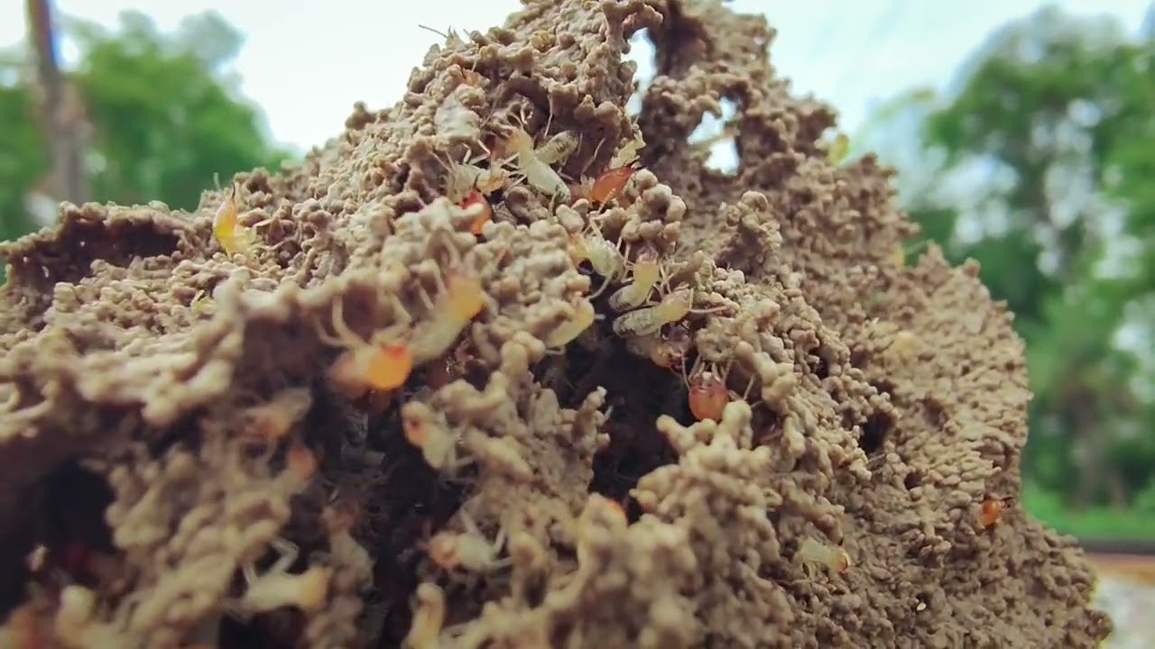An army of termites working together in unity to build their home