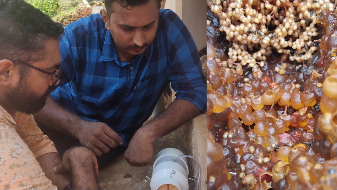 Stingless Bee Trap | ചെറുതേനീച്ചകളെ എളുപ്പത്തിൽ പിടിച്ചെടുക്കാനുള്ള എഞ്ചിനീയറുടെ തന്ത്രങ്ങൾ !! |