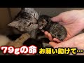 母猫に捨てられた子猫を別の母猫にお願いしました