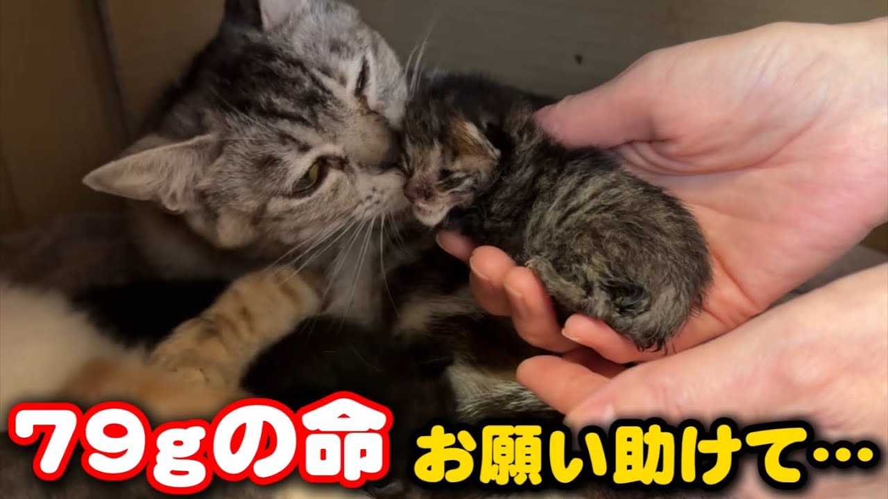 I entrusted the kitten abandoned by its mother to another mother