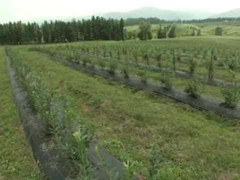 მოცვის ნაკვეთები