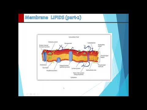 MEMBRANE LIPIDS PART 2