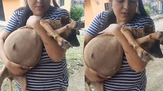 Carrying This Pregnant Mama Dog To The Vet But We Couldn't Hold Back The Heartbreaking Tears