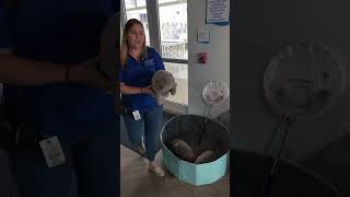 Manatee Rescue Adventure at FPL's Manatee Lagoon