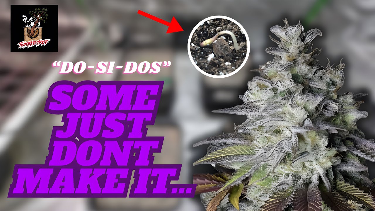 Why I Always Plant EXTRA Autoflowers (and you should too) | Do-Si-Dos Seed To Harvest
