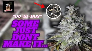 Why I Always Plant EXTRA Autoflowers (and you should too) | Do-Si-Dos Seed To Harvest