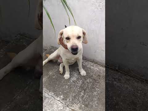 சமத்து சுப்பிரமணி ❤️🥰