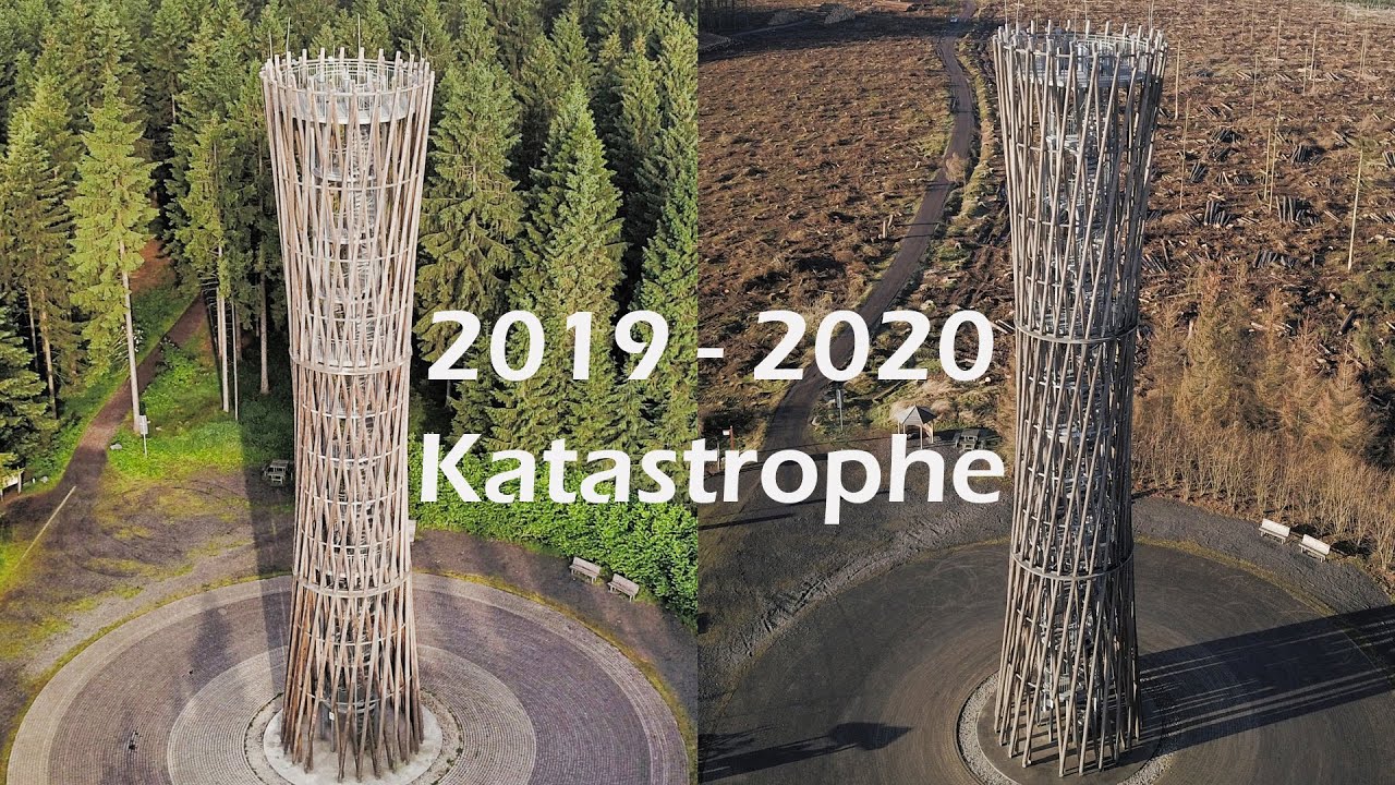 Lörmecke Turm - Borkenkäferkatastrophe 2019 - 2020