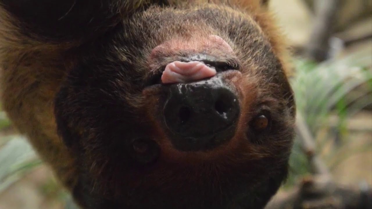 Detroit Zoo Educational Lesson International Sloth Day! YouTube